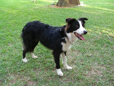 Border collie