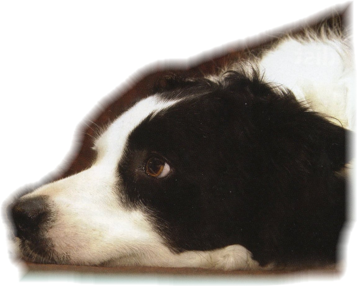 Border collie