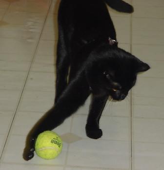 Cat playing with ball