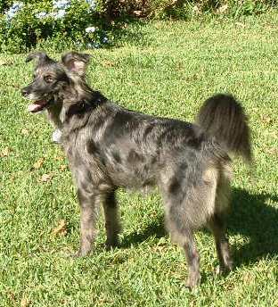 Gypsy, FM (flyball master) - Mixed breed dog
