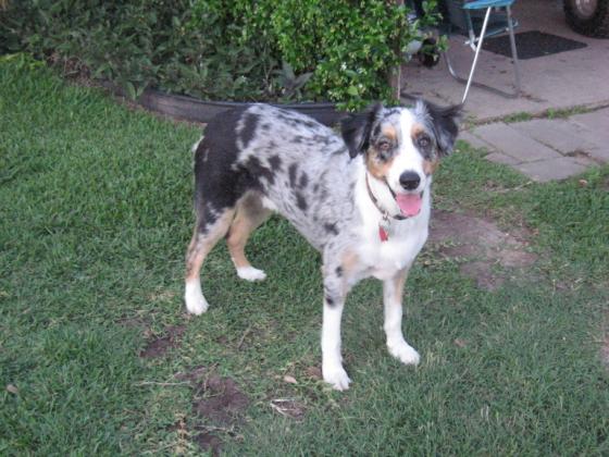 Dingo - Australian Shepherd