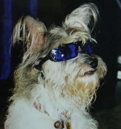 Dreamer - Terrier cross
