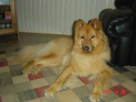 MiShay - Collie cross