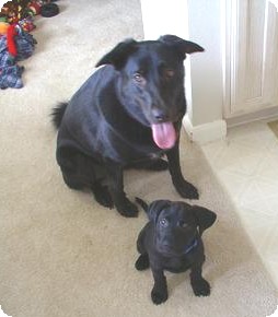Skye & Radar - Labrador and Pitbull cross