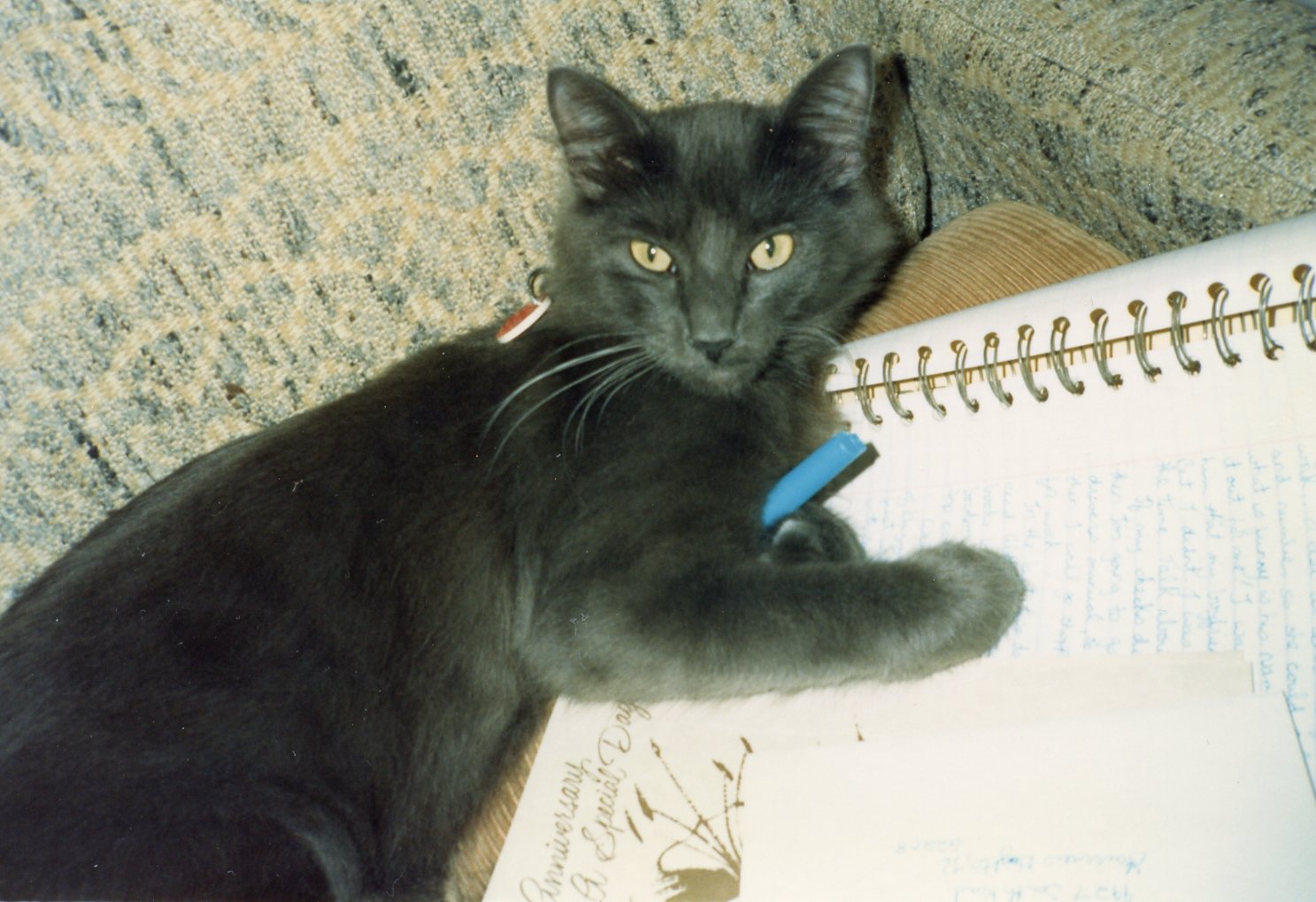 Grey cat on couch with notebook and pen