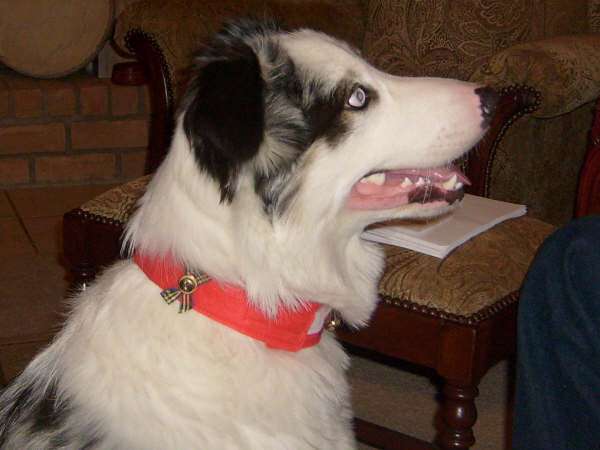 Spur - Australian Shepherd